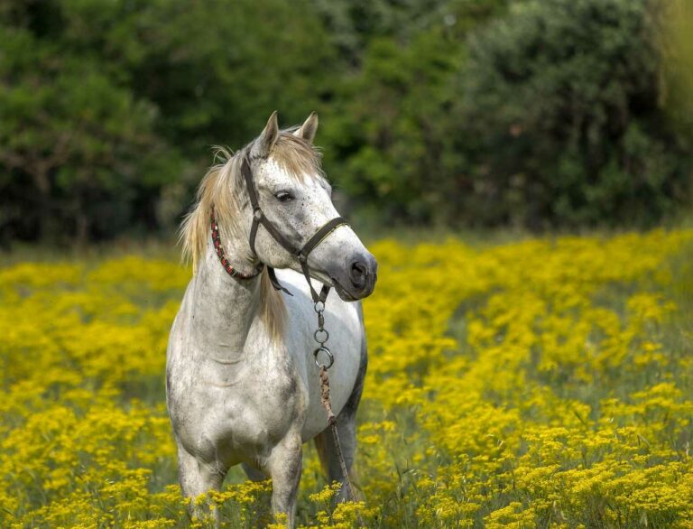 Best Horse Names That Start With B For Male & Sale