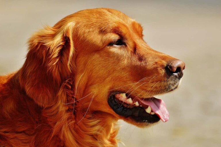 Best Irish Setter Dog Names Ideas For Male & Female