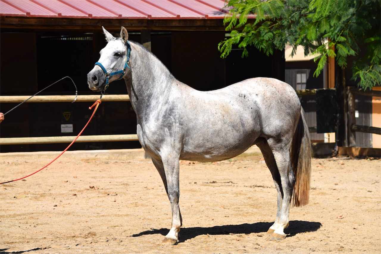 Best Male Andalusian Horse Names Ideas For Male & Female