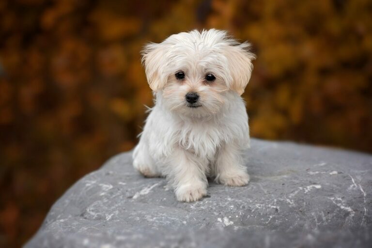 Best Maltese Dog Names Ideas For Male & Female