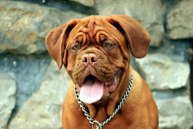 Best Mastiff Dog Names Ideas For Male & Female