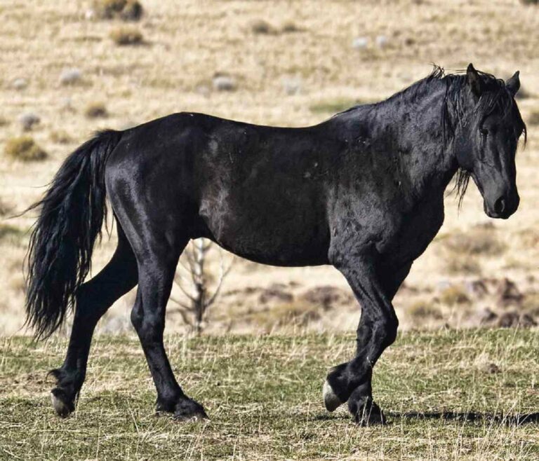 Best Mustang Horse Names Ideas For Male & Female