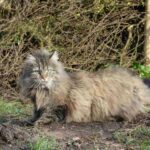 Best Norwegian Forest Cat Names Ideas For Male & Female