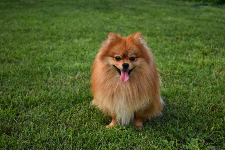 Best Pomeranian Dog Names Ideas For Male & Female