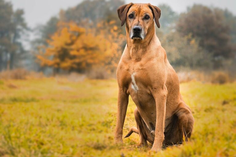 Best Rhodesian Ridgeback Dog Names Ideas For Male & Female