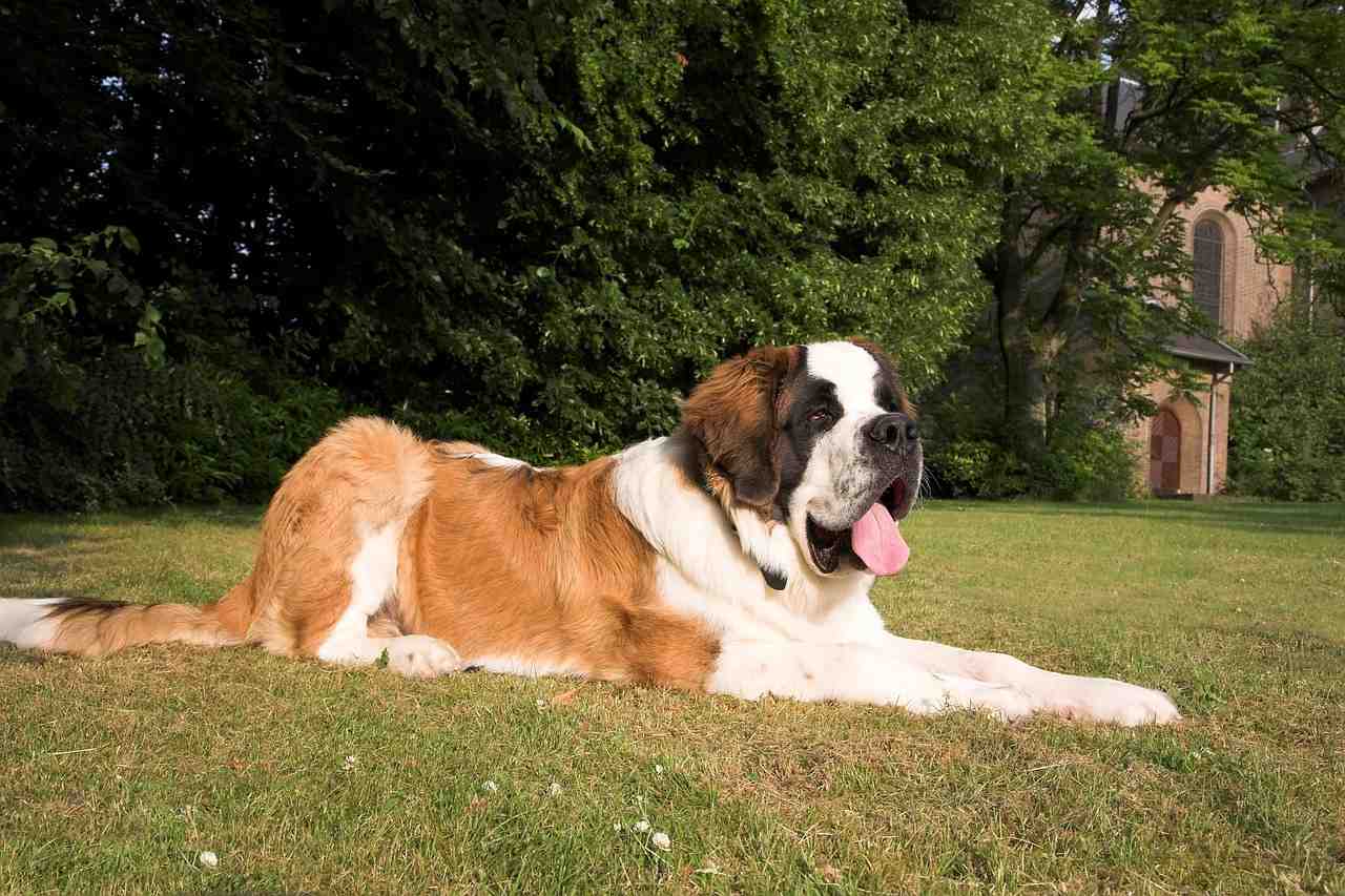 Best Saint Bernard Dog Names Ideas For Male & Female