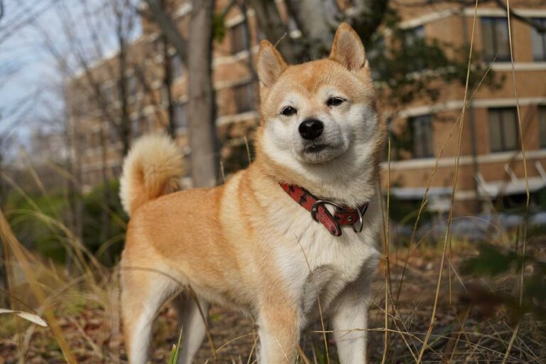 Best Shiba Inu Dog Names Ideas For Male & Female