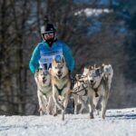 Best Sled Dog Names Ideas For Male & Female