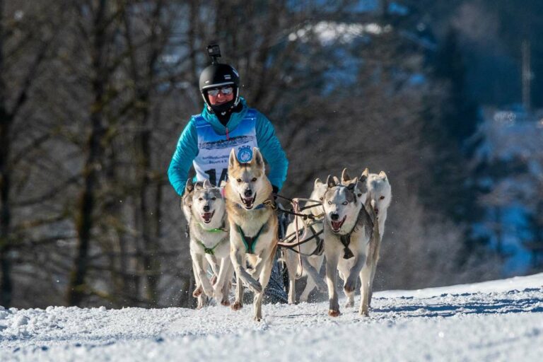 Best Sled Dog Names Ideas For Male & Female