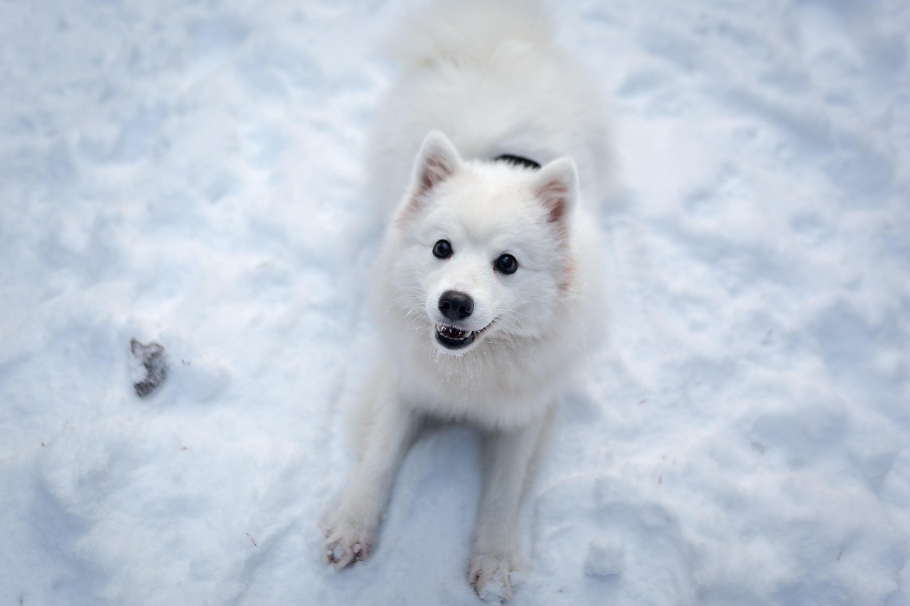 Best Snow Dog Names Ideas For Male & Female