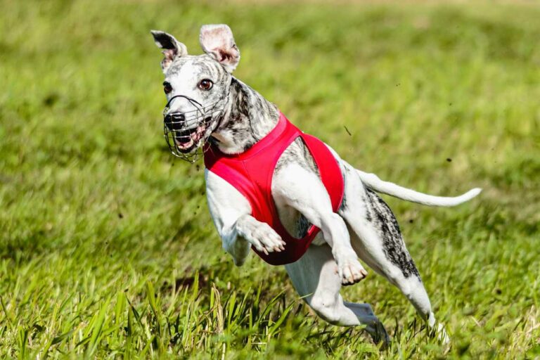 Best Whippet Dog Names Ideas For Male & Female