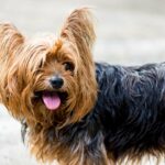 Best Yorkshire Terrier Dog Names Ideas For Male & Female