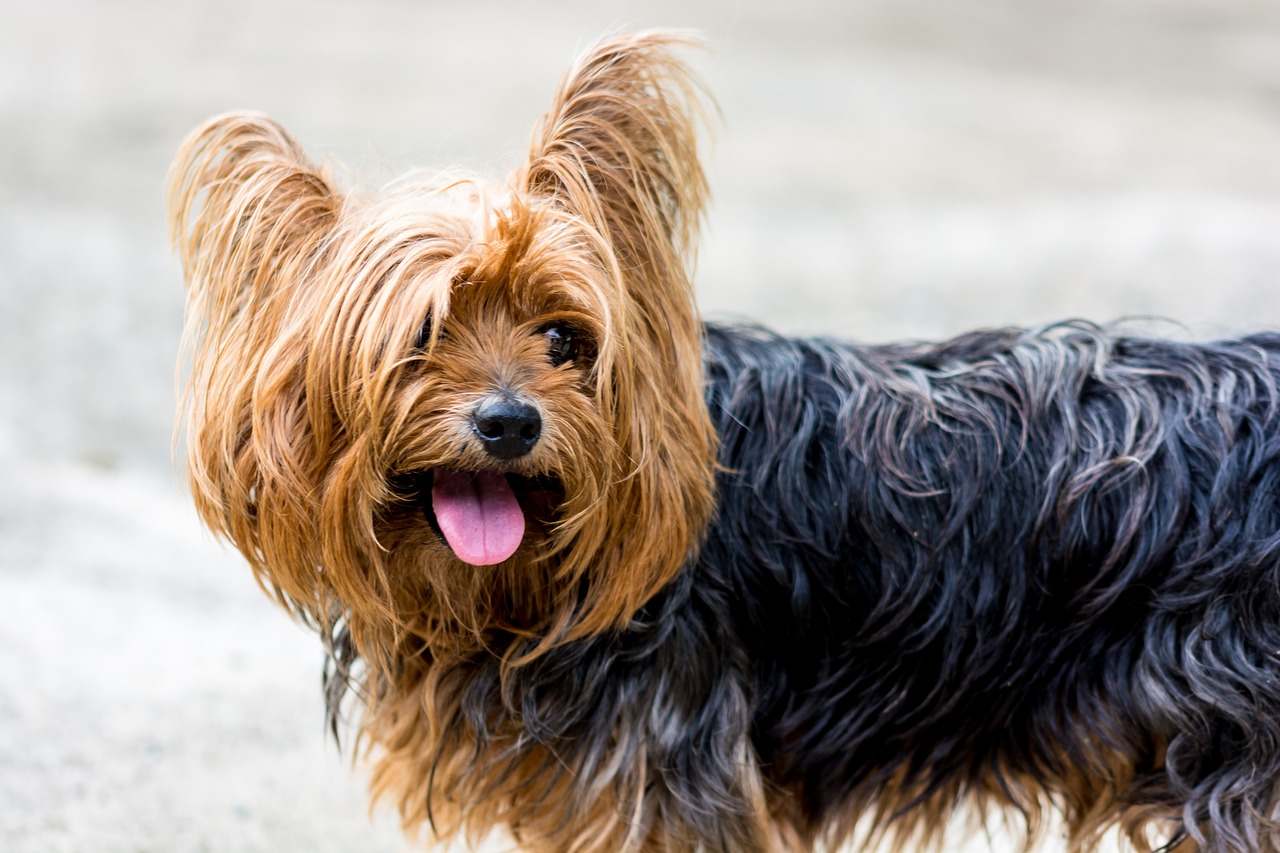 Best Yorkshire Terrier Dog Names Ideas For Male & Female