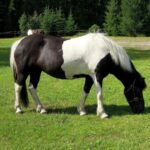 Best Black and White Horse Names Ideas For Male & Female