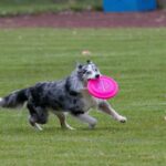 Best Frisbee Team Names