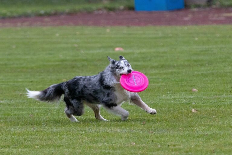 Best Frisbee Team Names